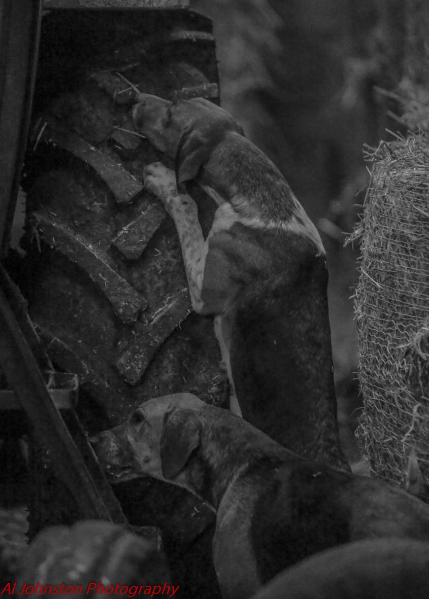 AlJohnstonphoto's tweet photo. Closing meet of the North Staffs Hunt @KeepHuntingUK @hunting_ca @horseandhound https://t.co/4xA5K2XSEr