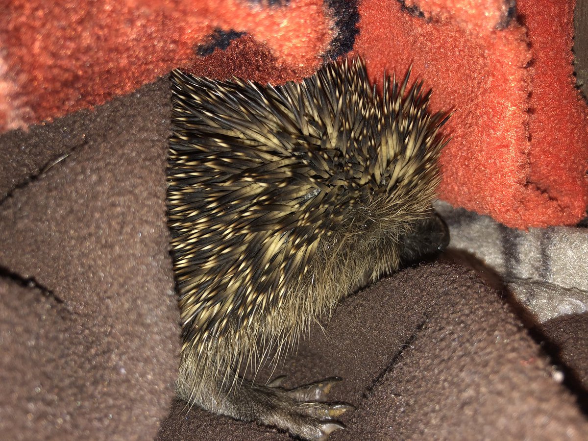 Little Rocky was admitted yesterday after being found on the lawn of the finders garden..he weighs 418g has  Capillaria ,Crenosoma and fluke..