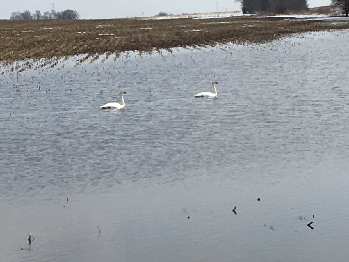 Don’t see this everyday in my neighborhood! <a href="/radiomurley/">duane murley</a> <a href="/AndrewLauver/">Andrew Lauver</a> <a href="/IowaSoybeans/">IowaSoybeans</a> <a href="/jmurphpix/">Joe Murphy</a> <a href="/JulieKenneyIA/">Julie Kenney</a> <a href="/MikeNaigIA/">Mike Naig</a>