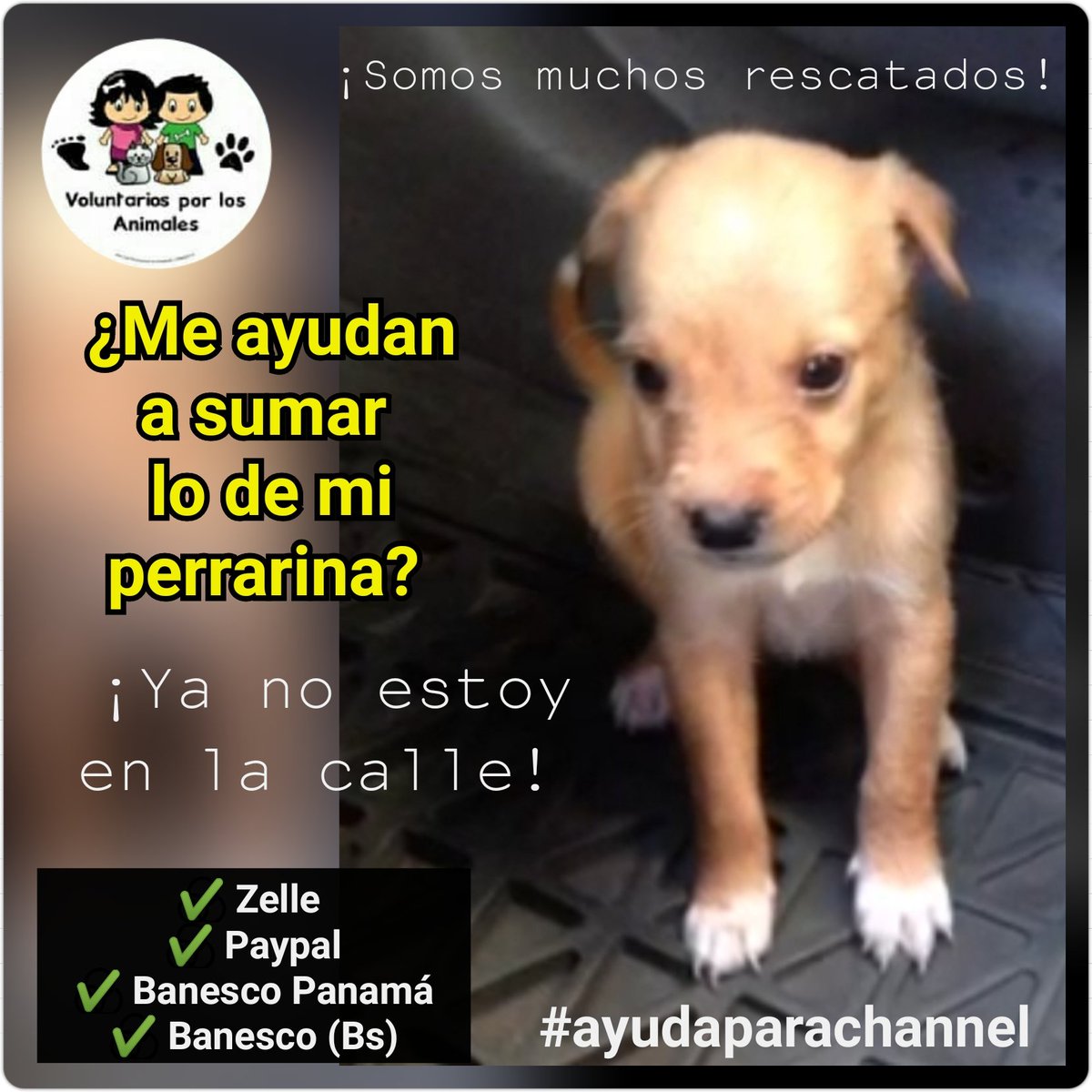 asoc_vpla's tweet photo. Mañana Dona #1kilodeperrarina para Channel! #NadaesPoco DOMINGO 24/03 sólo de 10:00am a 12:30pm en ASOCHUAO. Diagonal al #HotelEurobuilding, a lado de la única #BombadeGasolina de Chuao #Ccs Al pasar Rescarven ➡️ 0414.243.10.44 https://t.co/Tl8pXVSGtQ