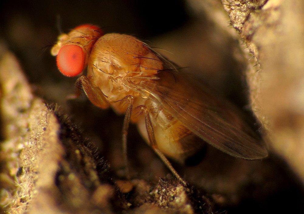 EntomoNews's tweet photo. New Study Aims to Protect #Parasitoids of Spotted-Wing #Drosophila https://t.co/XSfhH50qlv vía @EntsocAmerica https://t.co/jjfOVUt1RG