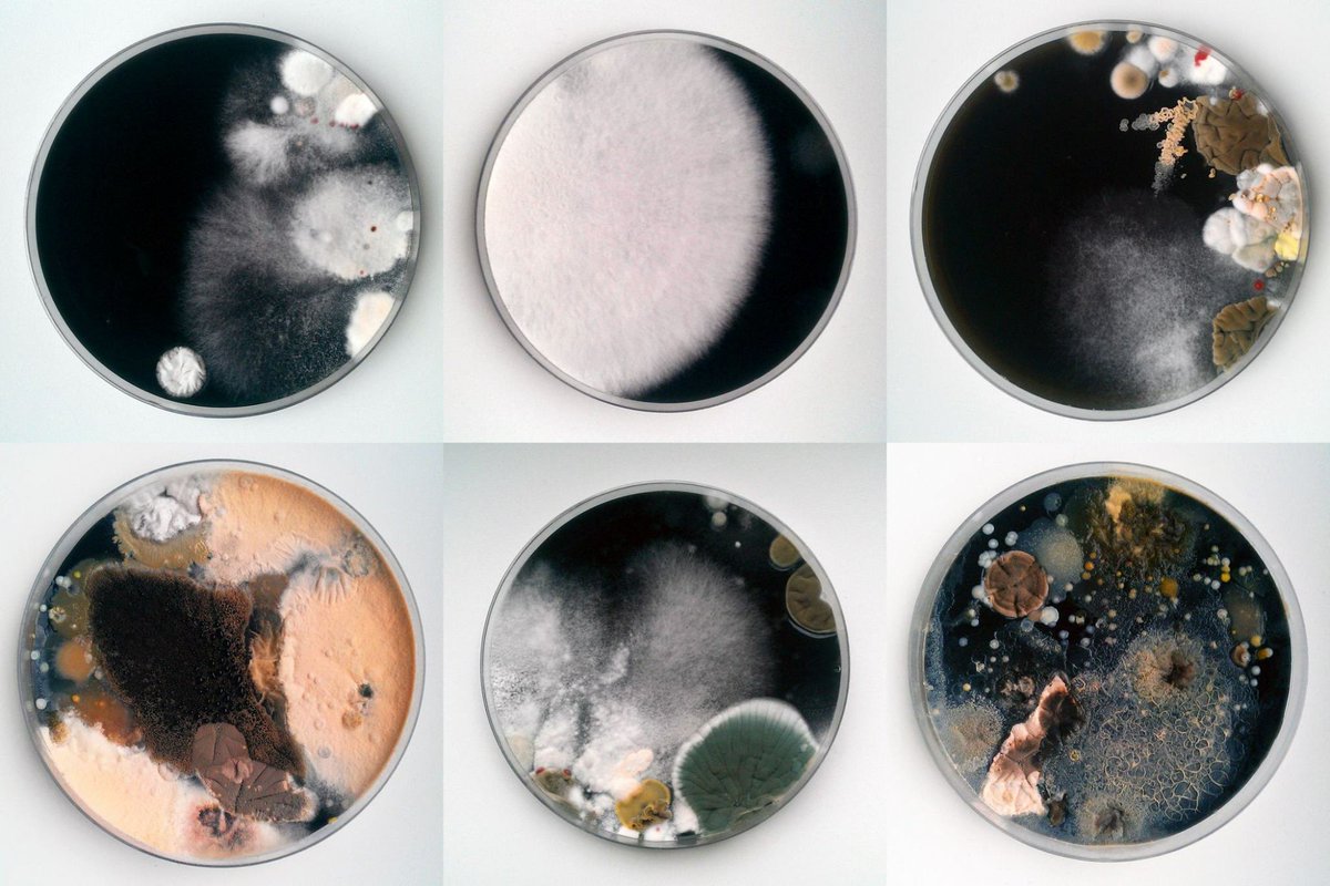 mnpanetsos's tweet photo. Flashback to @ADAFgreece 2018 exhibition. The beautiful "Human Microbiome. Collective of Fungi, Archaea, Bacteria" by the postmedia artist @SasaSpacal
https://t.co/dcUjqOfiEP
#ADAF2018 #SingularityNow #posthuman #hybrid #art https://t.co/fLqUSXc9aO