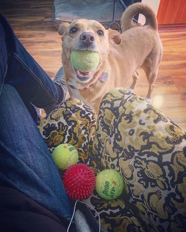 MrArash's tweet image. “Ok fine - How about this ball?? Wanna throw this ball?!” #dogsofinstagram #throwtheball ift.tt/2Hotm9D