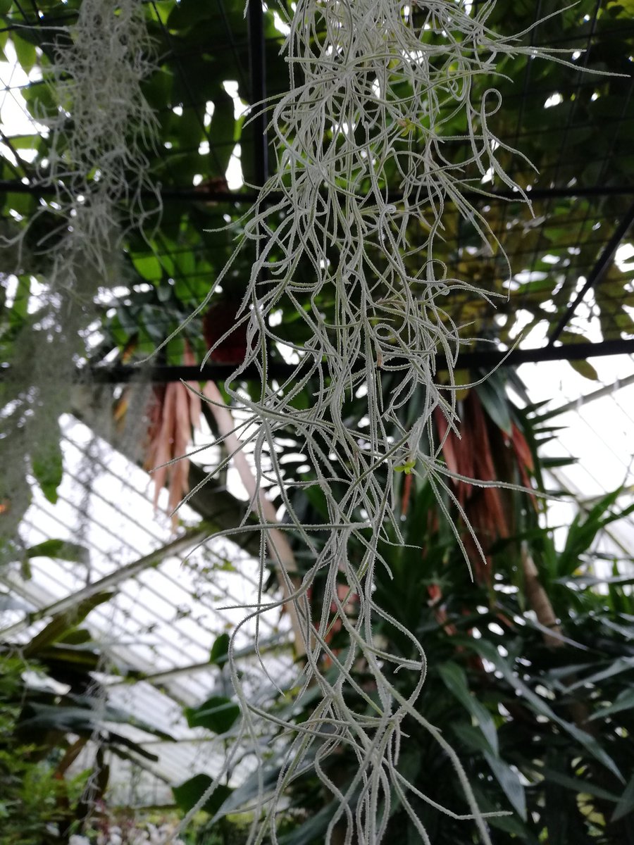 Spanish moss can be found draped throughout greenhouses in most botanic gardens. Still, I was today years old when I first noticed they have tiny yellow flowers. #Bromeliaceae