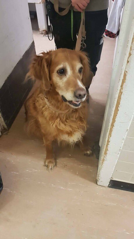 quinte humane society dogs for adoption