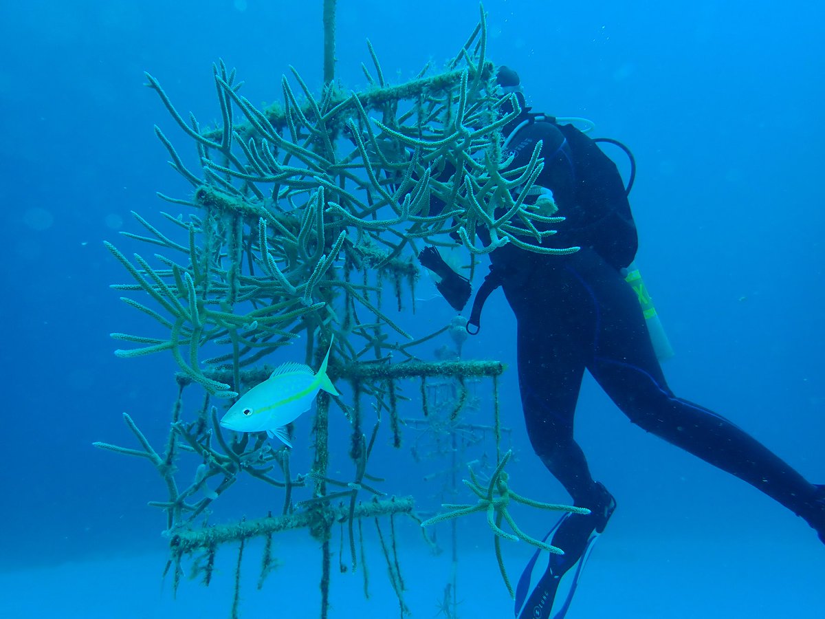 WHSB_STEP's tweet photo. Another amazing day of coral restoration work! 🐠 Huge thanks to Haley at the Perry Institute of Marine Science and Stuart Coves Dive Bahamas for getting Windsor High School students immersed in coral conservation work 💙 #MarineScience #OutdoorEducation #Conservation https://t.co/VNMrDlcFiM