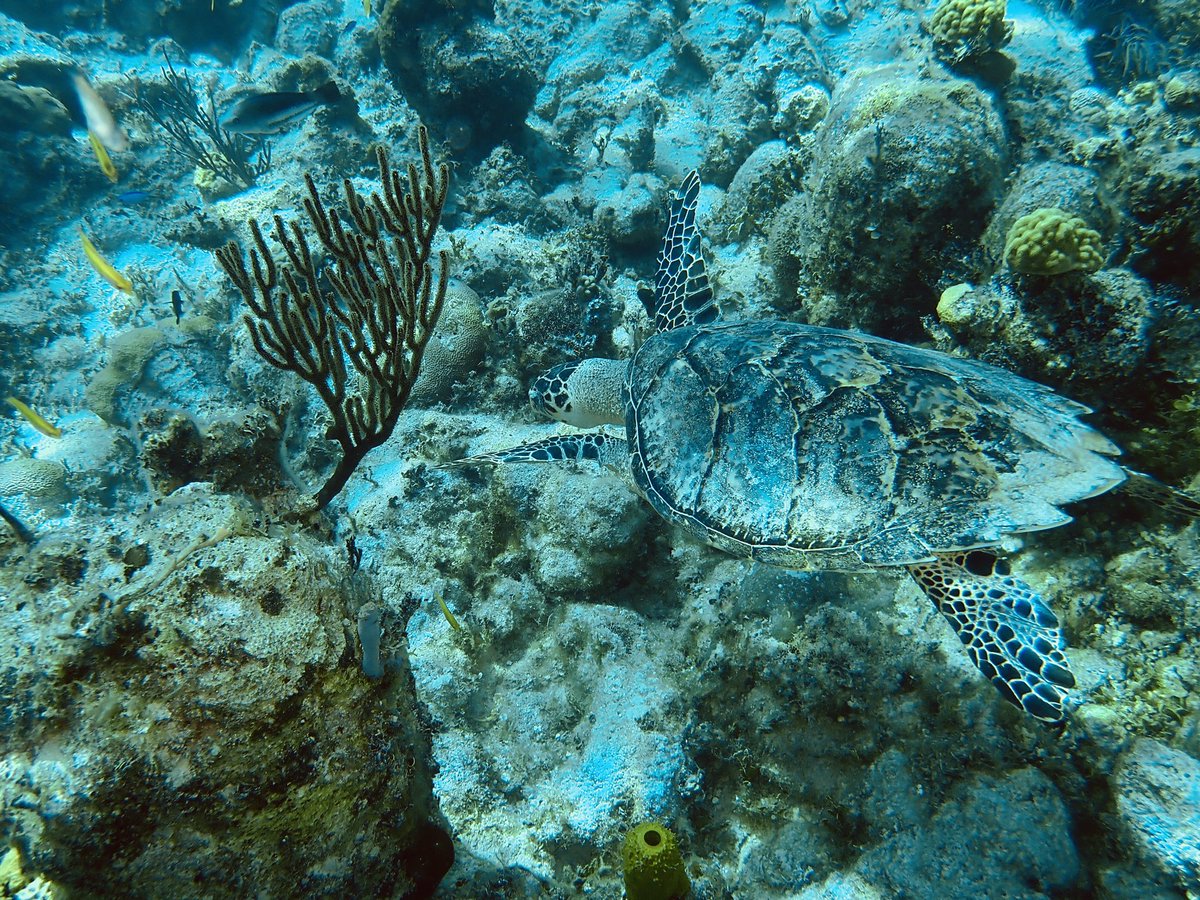 WHSB_STEP's tweet photo. Another amazing day of coral restoration work! 🐠 Huge thanks to Haley at the Perry Institute of Marine Science and Stuart Coves Dive Bahamas for getting Windsor High School students immersed in coral conservation work 💙 #MarineScience #OutdoorEducation #Conservation https://t.co/VNMrDlcFiM