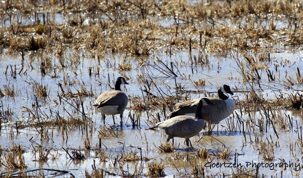 GoertzenEthan's tweet photo. Roadside bling๐#bandedgoose https://t.co/1jeOZqgyal