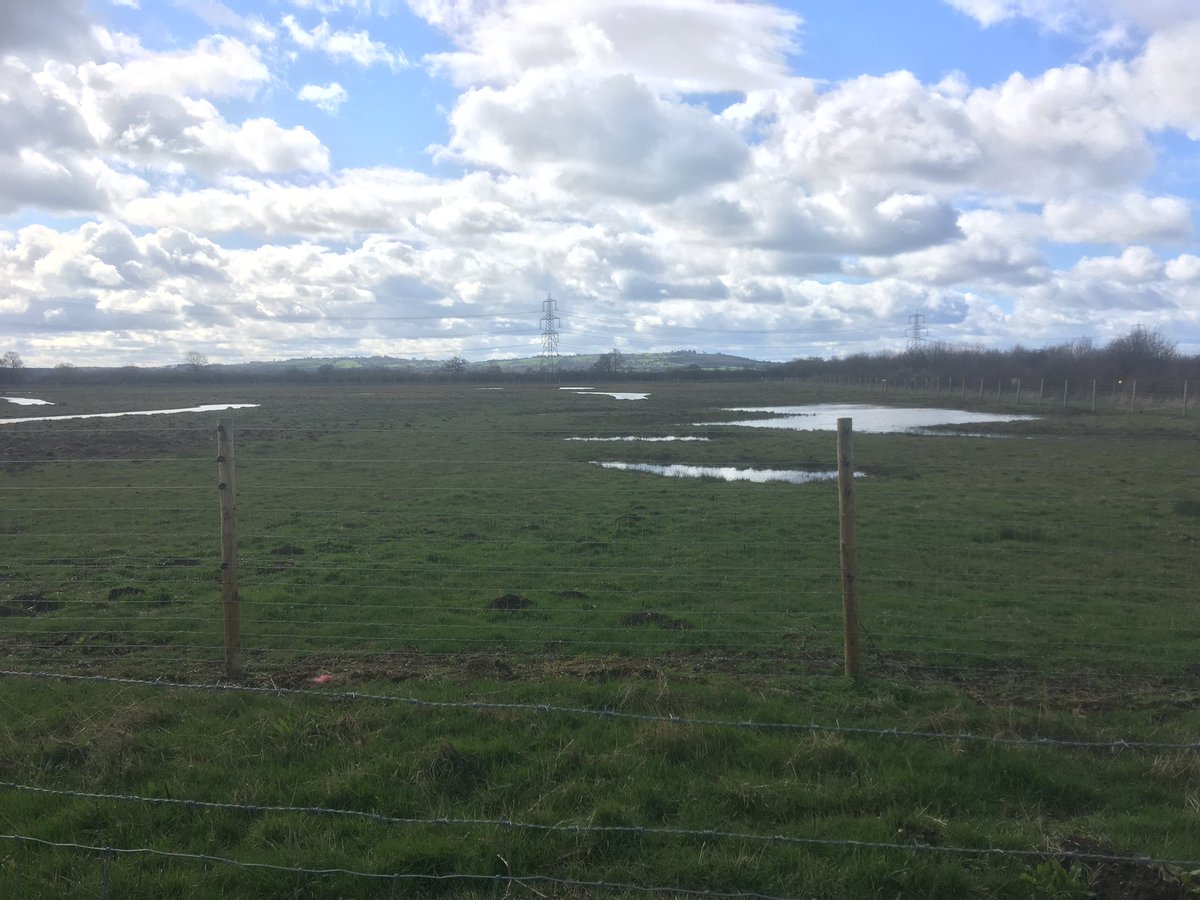 Robbirder's tweet photo. At least 10 Lapwings in the entrance meadow @BBOWT Gallows Bridge today with a few displaying. Hopefully they will stay on here and keep off the neighbouring farmland this year @bucksbirdclub https://t.co/4Y2iNFEPvO