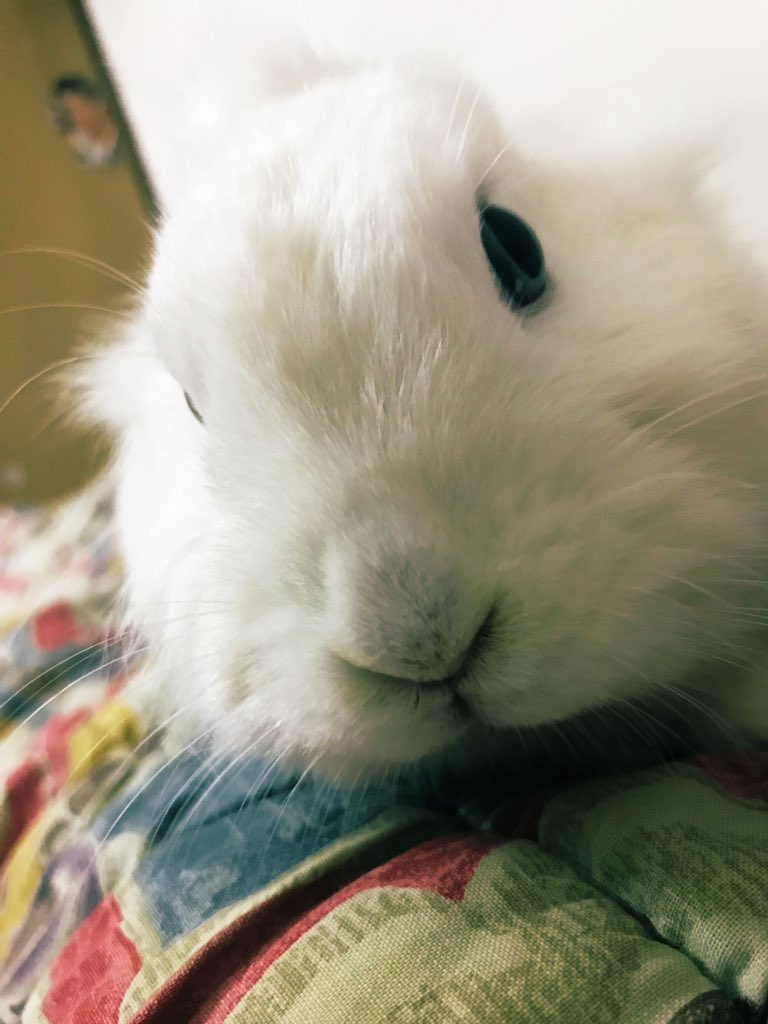 AboutSponge's tweet image. Musona