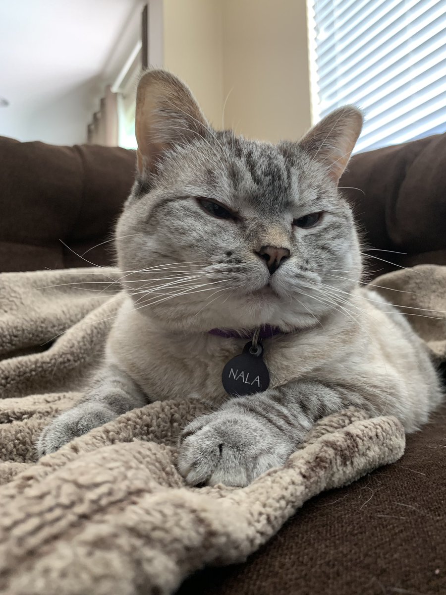 Nala_cat tweet media