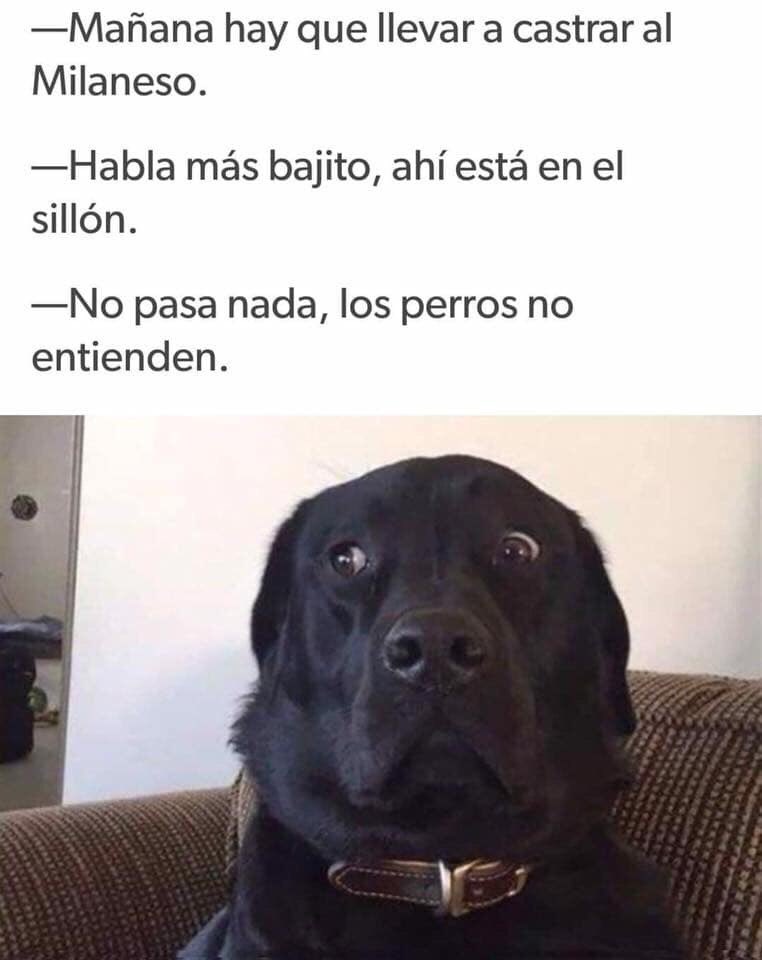TeranMaureen's tweet photo. Así mi historia cuando se me bota el chango y escucho creo que lo mejor es internarla en el hospital psiquiátrico 🤣🤣🤣
#soyunbipolarreal #humor #domingo #pacienteresponsable #diamundialdeltrastornobipolar #30marzo https://t.co/HPZyco3TRv