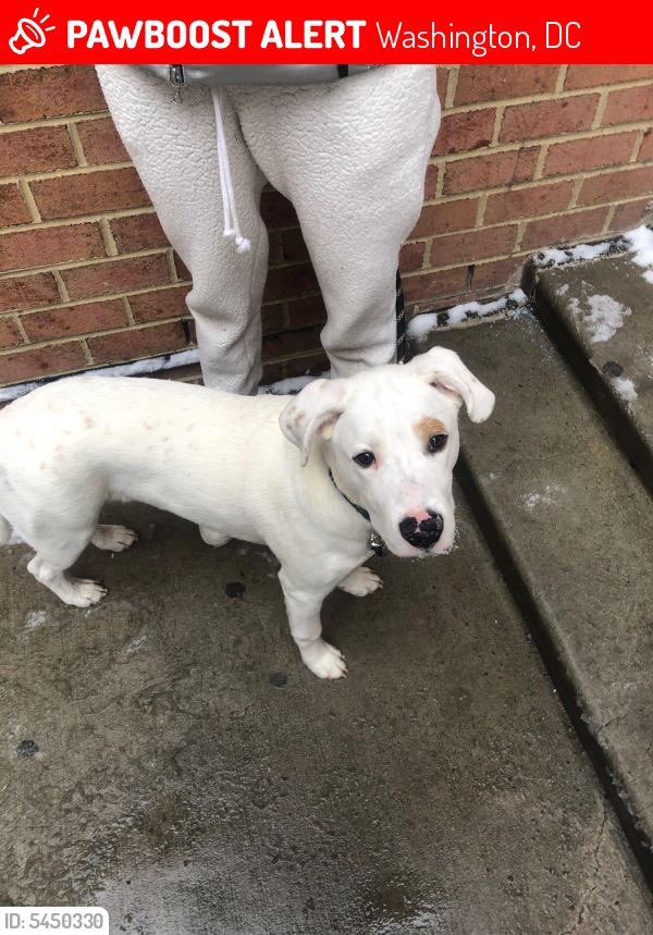 Hey <a href="/PoPville/">PoPville</a> can you please rt this! Chunck got loose from his collar around 1160 1st St NE. Last seen by k and north capitol. Any updates much appreciated.

Contact the owner: pawboost.com/p/5450330