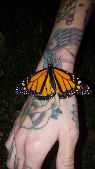 TW Pornstars - Harliequinnx. The most liked pictures and videos from