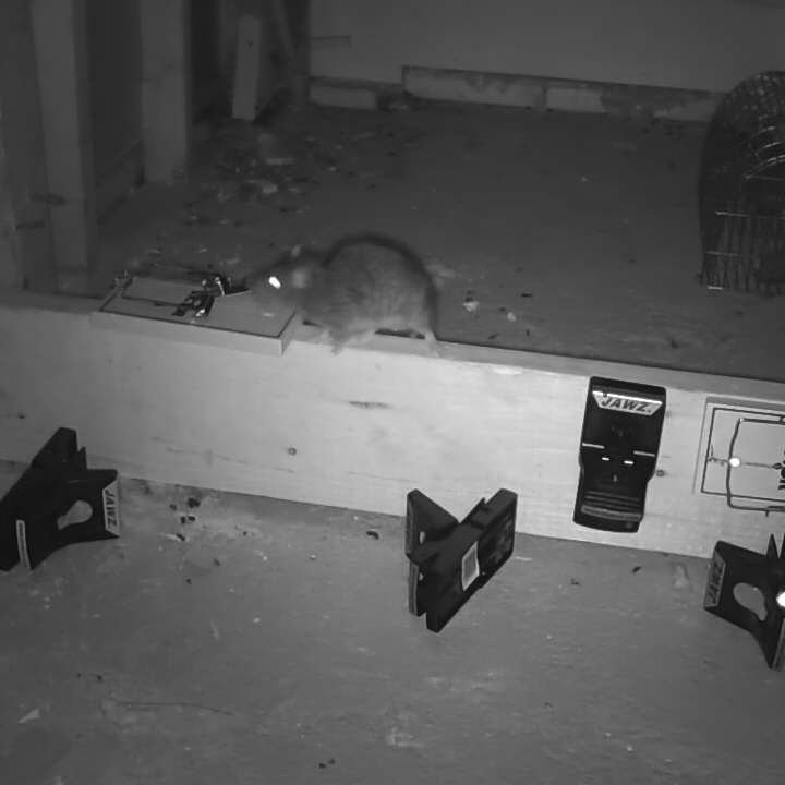 BExtermination's tweet image. 10% de rabais 
514-617-4914. 514-502-3401
Faites un petit tour a notre page 
Budgetextermination.com