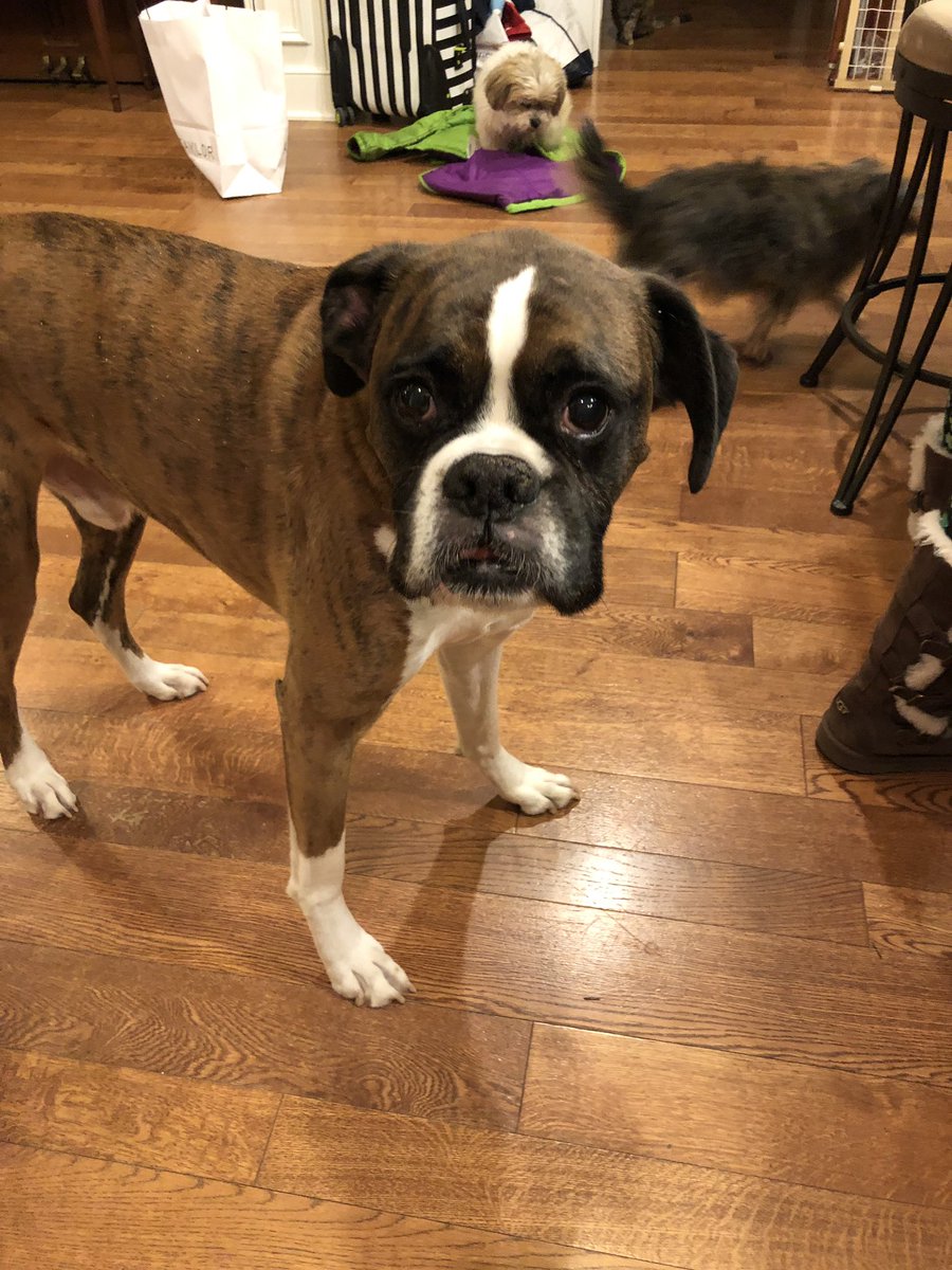 Dempsey46074's tweet photo. Happy birthday to me! My person said I don’t look a day over 9, but today is my 10th birthday! Happy #StPatrickDay https://t.co/E6GipnqKnR