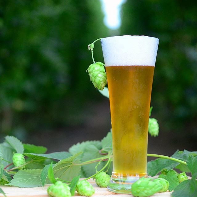 bchopco's tweet photo. HAPPY ST PATRICKS DAY! 🍀 Wishing everyone a very green & lucky day! We hope you get to enjoy your favourite craft beers today in the gorgeous sun.
What’s your St. Paddy’s Day beer of choice? 🍻🍀
•
•
#bccraftbeer #bchops #bchopco #buylocal #explorebc https://t.co/vqKIIRTUbz https://t.co/ogakFh9zhs