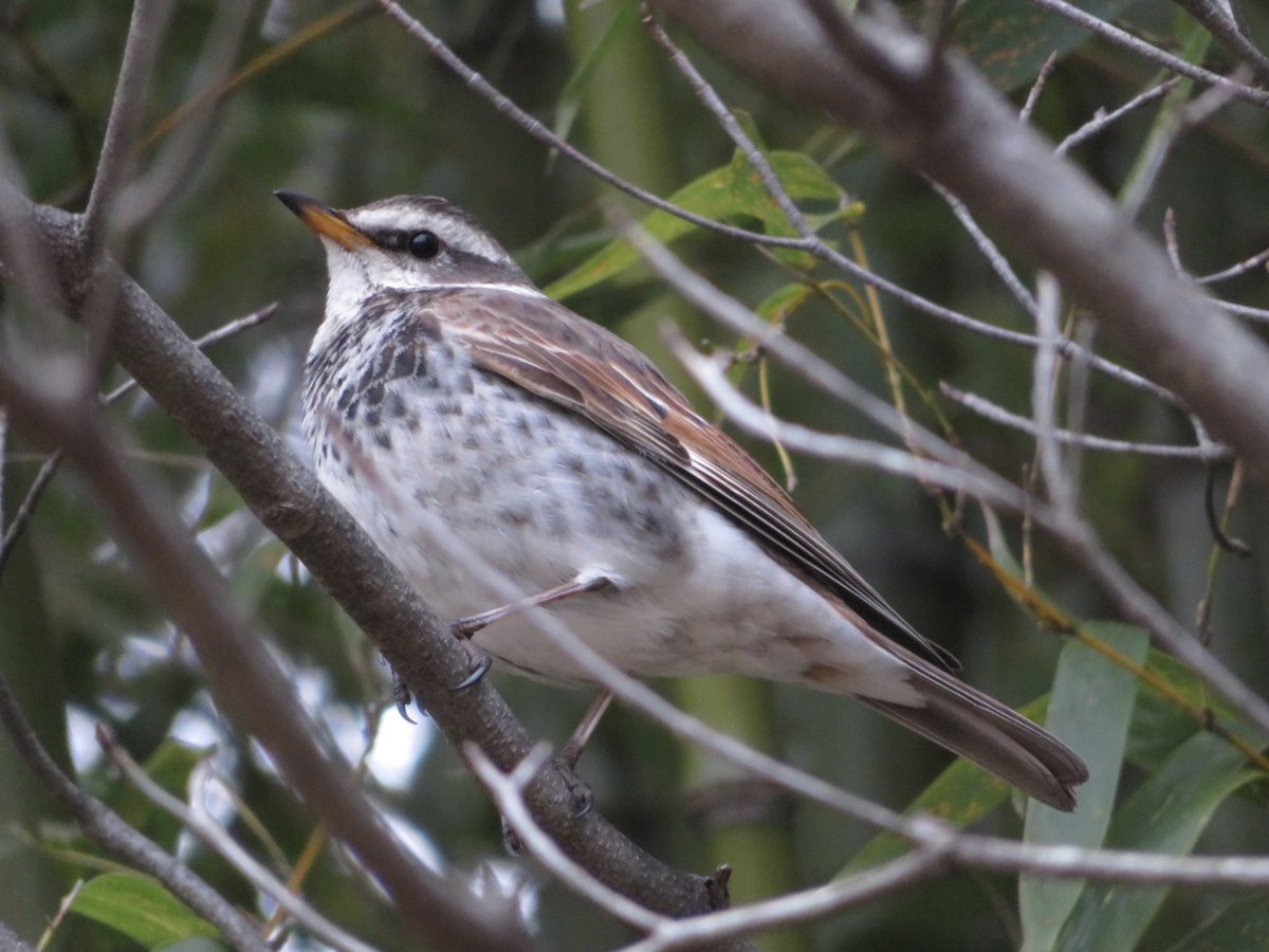 My図鑑 図鑑作成アプリの人 A Twitter ツグミ ちゃん 日本では冬鳥 中華人民共和国南部 台湾 日本 ミャンマー北部 ロシア東部に生息 なんとなくイサキに似ていて美味しそう です My図鑑 鳥図鑑 野鳥図鑑 鳥 野鳥 野鳥撮影 バードウォッチング