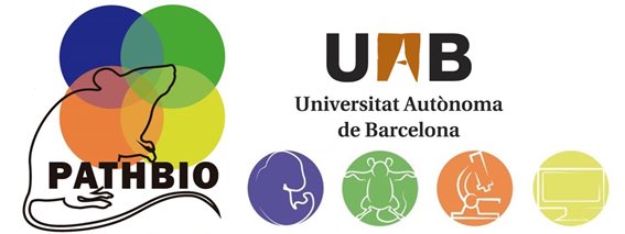 LluisMontoliu's tweet photo. Today the @EU_H2020 Project #PATHBIO is launched in Barcelona, led by Jesús Ruberte @UABBarcelona aiming to teach the future mouse pathologists in Europe. Tomorrow the satellite meeting will be open to the public and I will talk about transparency in laboratory animals research. https://t.co/WxPTD7gWof