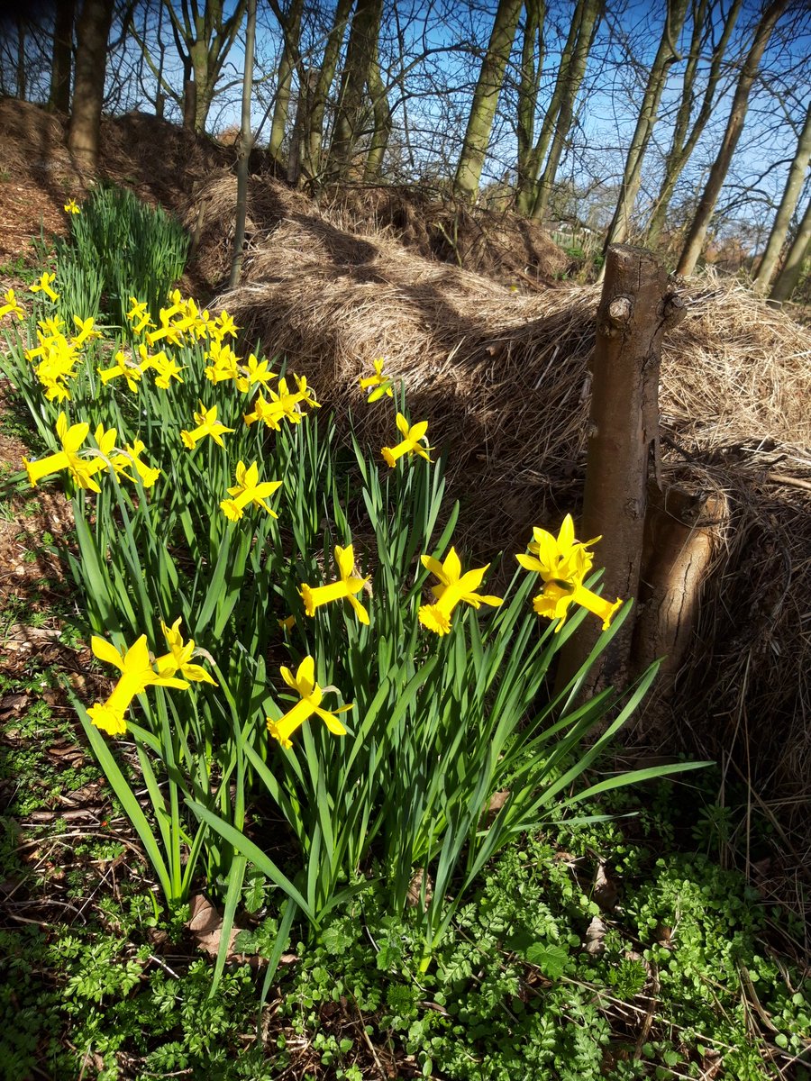 ecocentrepaul's tweet photo. We're holding a 'Daffodil Walk' on Sat 23rd March from 10-12 Why not pop along and enjoy a forest walk at #ecoskegness
All visitor donations will be passed  to the Marie Curie Daffodil Appeal.
There will also be plant sales - there's no need to book #mariecurie #daffodils https://t.co/QnMNnLjNlc