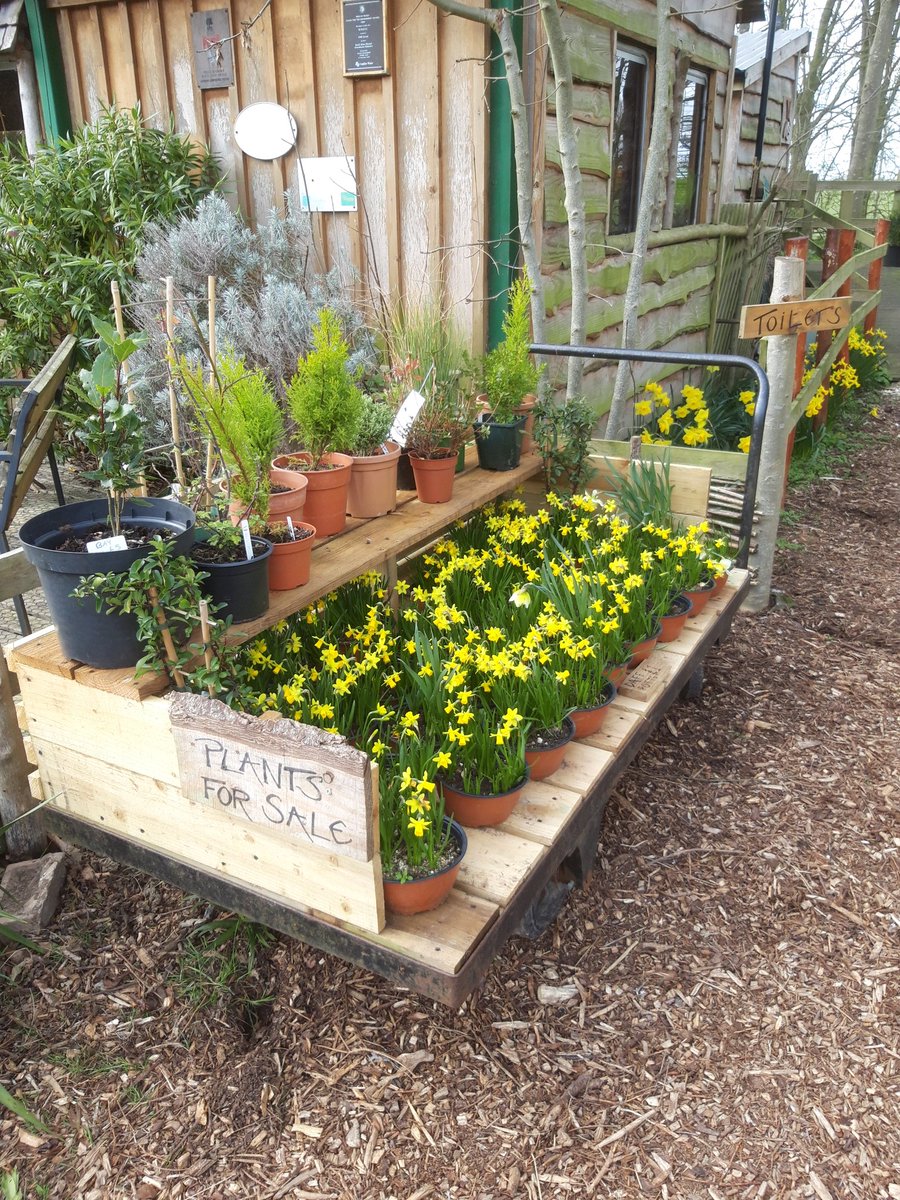 We're holding a 'Daffodil Walk' on Sat 23rd March from 10-12 Why not pop along and enjoy a forest walk at #ecoskegness
All visitor donations will be passed  to the Marie Curie Daffodil Appeal.
There will also be plant sales - there's no need to book #mariecurie #daffodils