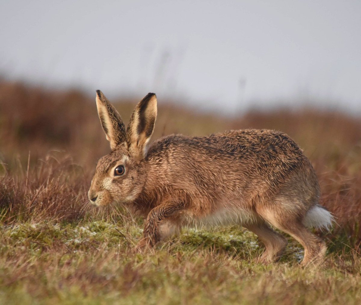 Mad March hare. #hare #staffswildlifetrust #EarthCapture #bbcspringwatch #madmarchhare #wildlifephotography #naturelovers #naturesfinest #wildlifeartist #wildlifereference #sigmauk #sigma #nikon7200 #nikonwildlife #Nikon #wildbritain