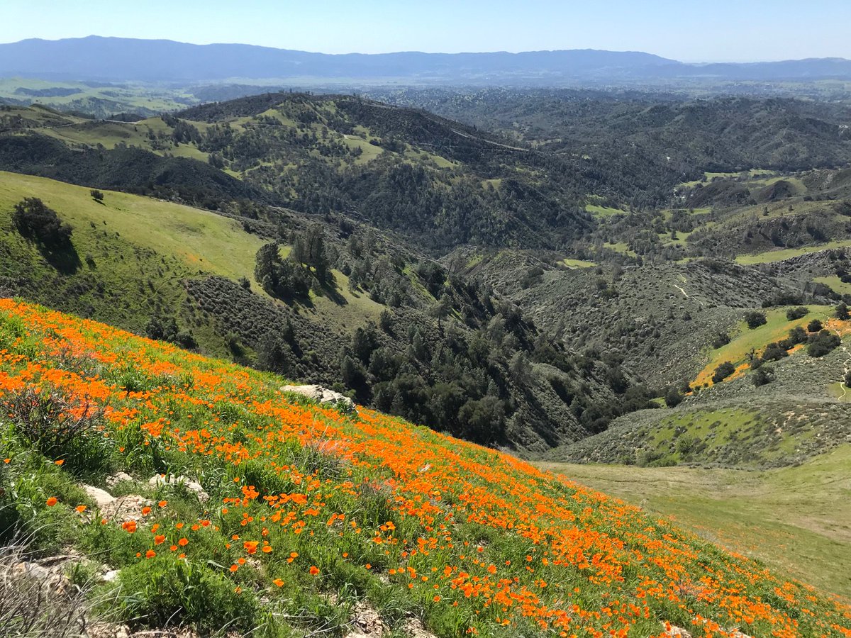 SimonTrebst's tweet photo. Taking a break from the #machine19 program @KITP_UCSB for a Sunday hike to the #superbloom of California poppies at Figueroa Mountain in the Santa Ynez Valley. https://t.co/JGPoD7e3ZB