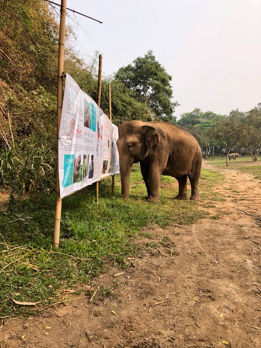 elehelp's tweet photo. Bounsri scrutinising our #ElephantLearningExperience information posters, does she see we do what we say we do? https://t.co/LgLFRIlgZX