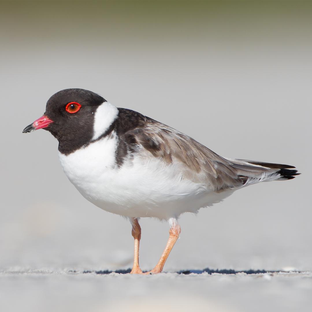 Hooded Plovers are nesting on East Beach, Port Fairy close to the old tip site. Please keep keep dogs under effective control and out of the dunes. 
The area is clearly signposted, so please help by controlling dogs in this area. ow.ly/qiz250nqsSx