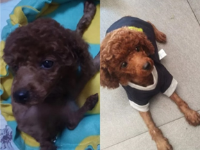 mr_internet's tweet image. I think I’ve found the best dog food brand SUPERCOAT after I tried others a thousand times. My pet's coat has become shiny and she likes her food very much. Highly recommend. #SUPERCOAT#28DAYSMIRACLE