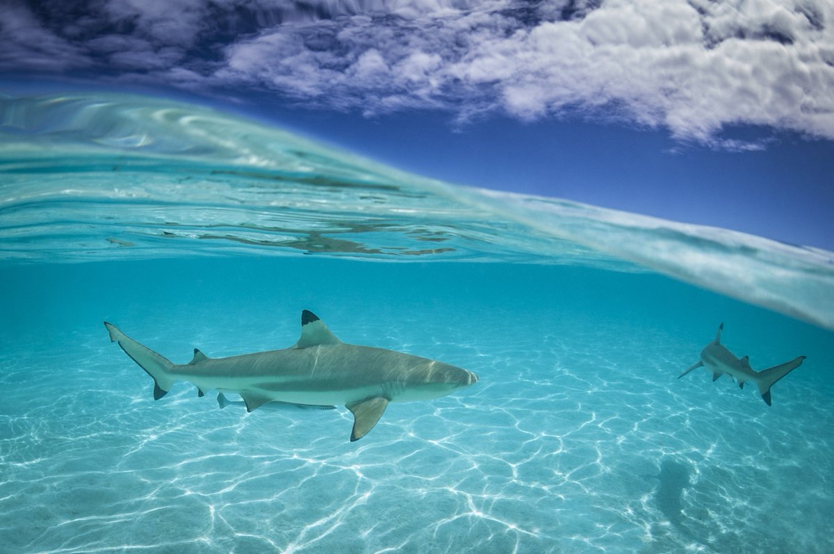 seamuseum_'s tweet image. Ever wondered if shark repellent actually works, or if sharks can hear sounds underwater? Discover the answers to these questions and more in our April Ocean Talk with three of Australia’s leading shark ecologists and @sydneymarine: bit.ly/2FhiUhC | #sharkscience #sydney