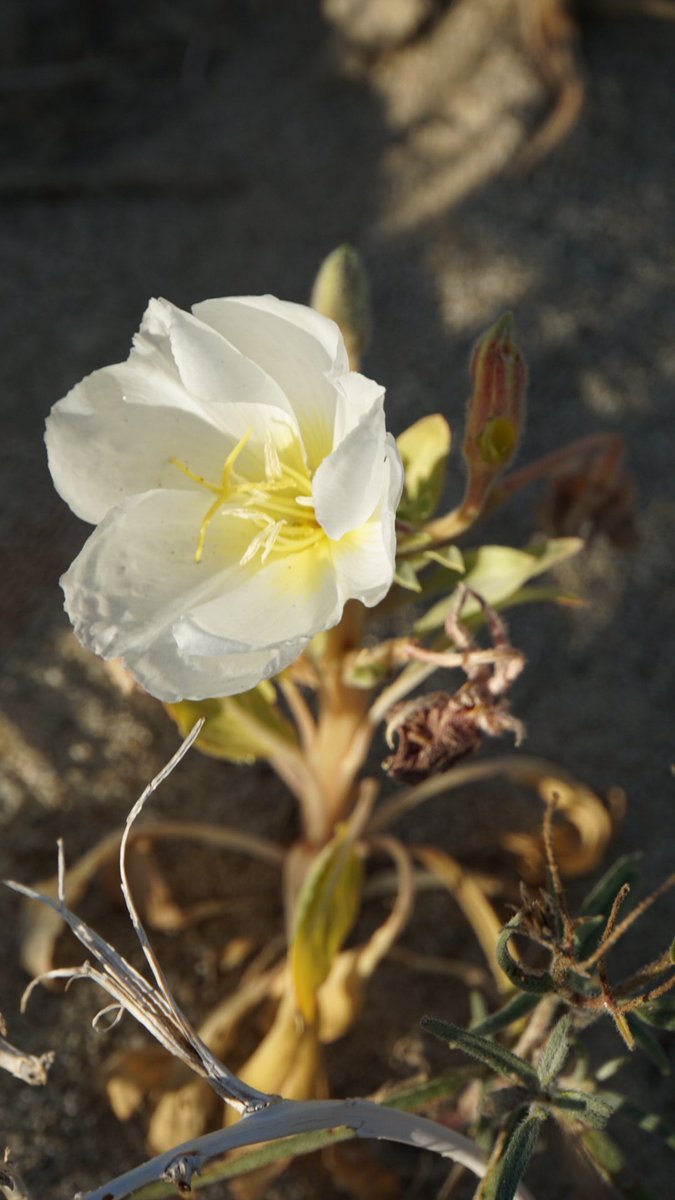 方舟子on Twitter 美国西南部特有植物沙丘月见草 Dune Evening Primose 晚上开得最旺 所以叫这个名字 又叫鸟笼月见草 因为死活枯枝形成一个 鸟笼 第三张图花边上 方舟子on Twitter 美国西南部特有植物沙丘月见草 Dune Evening Primose 晚上开得最旺 所以叫这个名字 又叫鸟笼月见草 因为死活枯枝形成一个 鸟笼 第三张图花边上