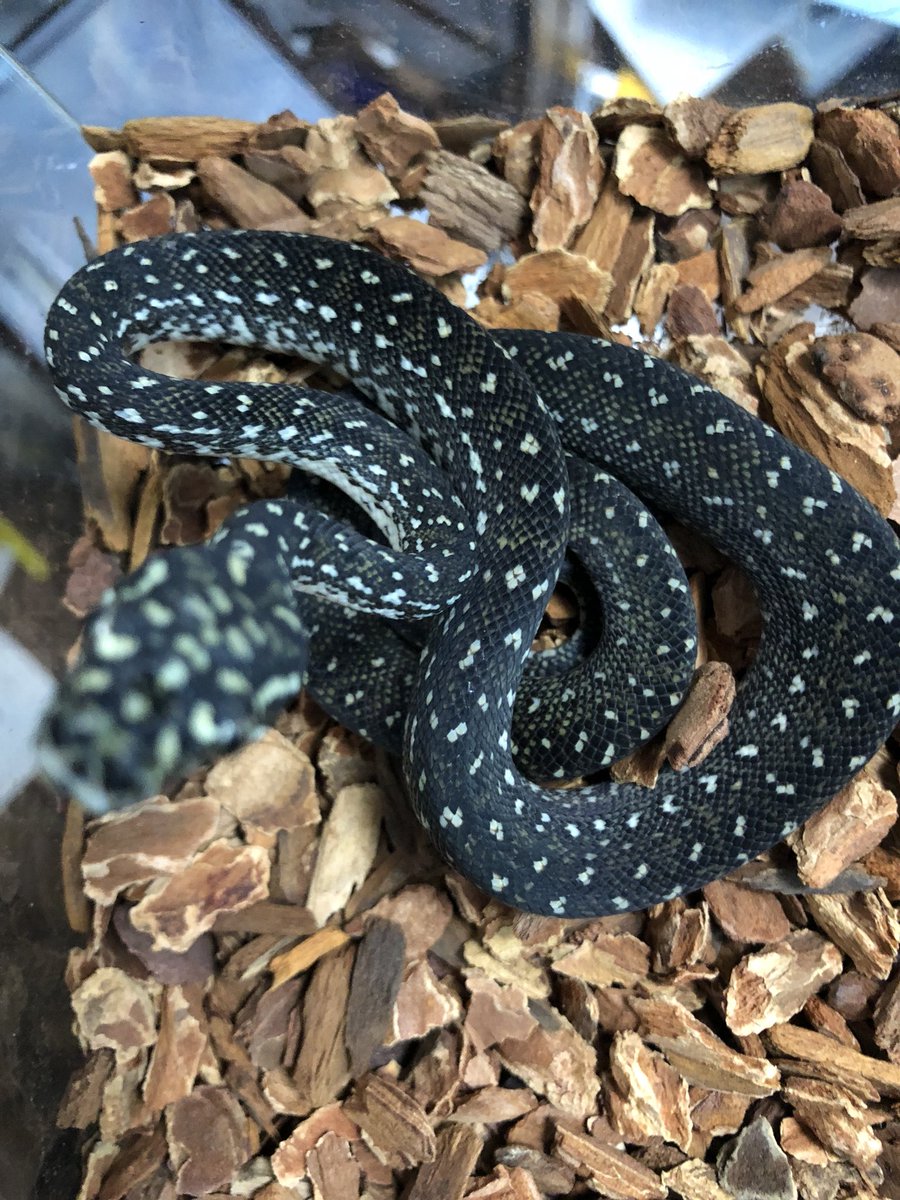 Itsuki0122's tweet image. 今回の大本命はデンドロパークに入ってきたピュアダイヤモンドパイソン。
4枚目はメス親写真。
まだ50cmくらいのベビー。
全入荷個体の中から最も柄の細かい4ブロッチになっててメリハリのある♀を選ばせてもらいました。
#ダイヤモンドパイソン #Moreliaspilotaspilota
#DiamondPython