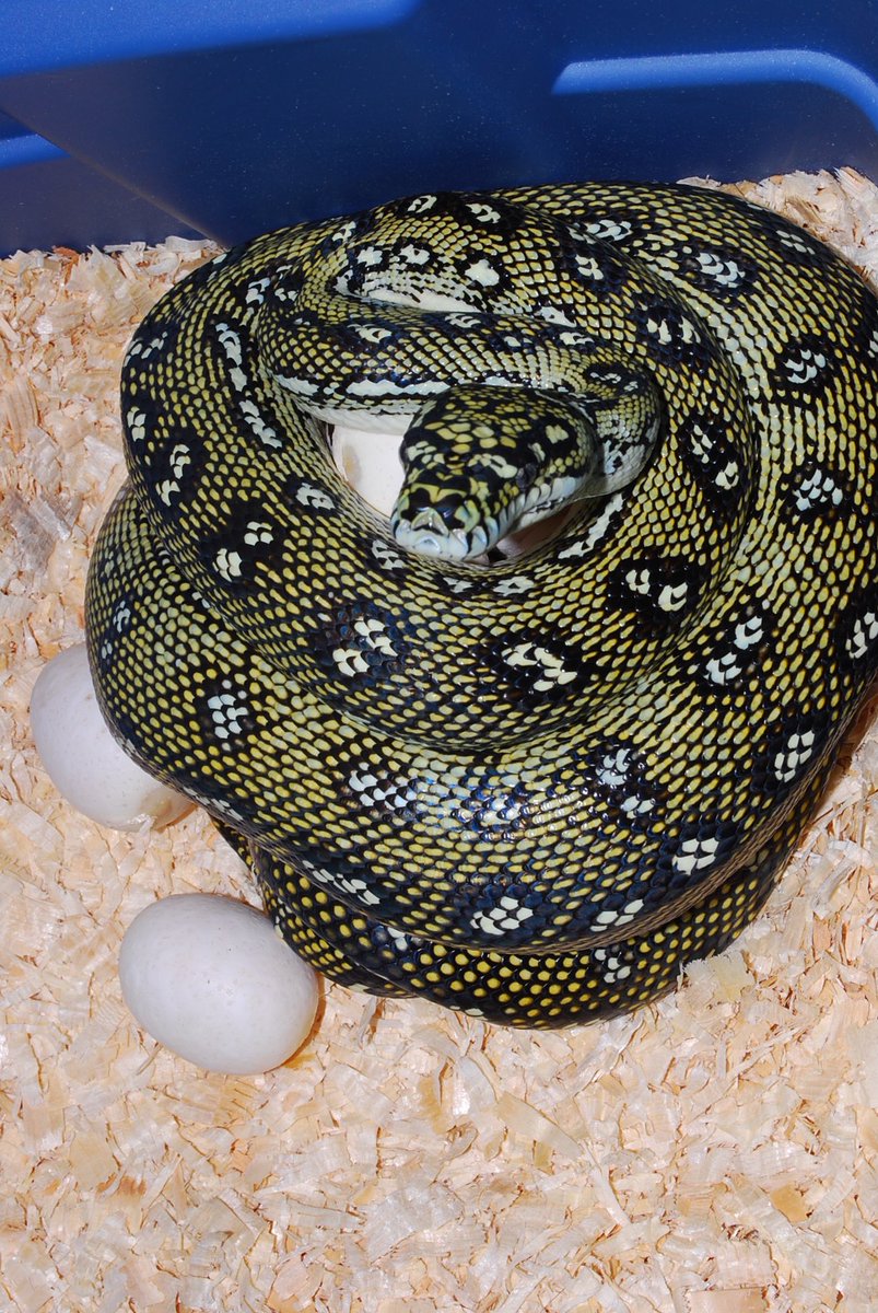 Itsuki0122's tweet image. 今回の大本命はデンドロパークに入ってきたピュアダイヤモンドパイソン。
4枚目はメス親写真。
まだ50cmくらいのベビー。
全入荷個体の中から最も柄の細かい4ブロッチになっててメリハリのある♀を選ばせてもらいました。
#ダイヤモンドパイソン #Moreliaspilotaspilota
#DiamondPython