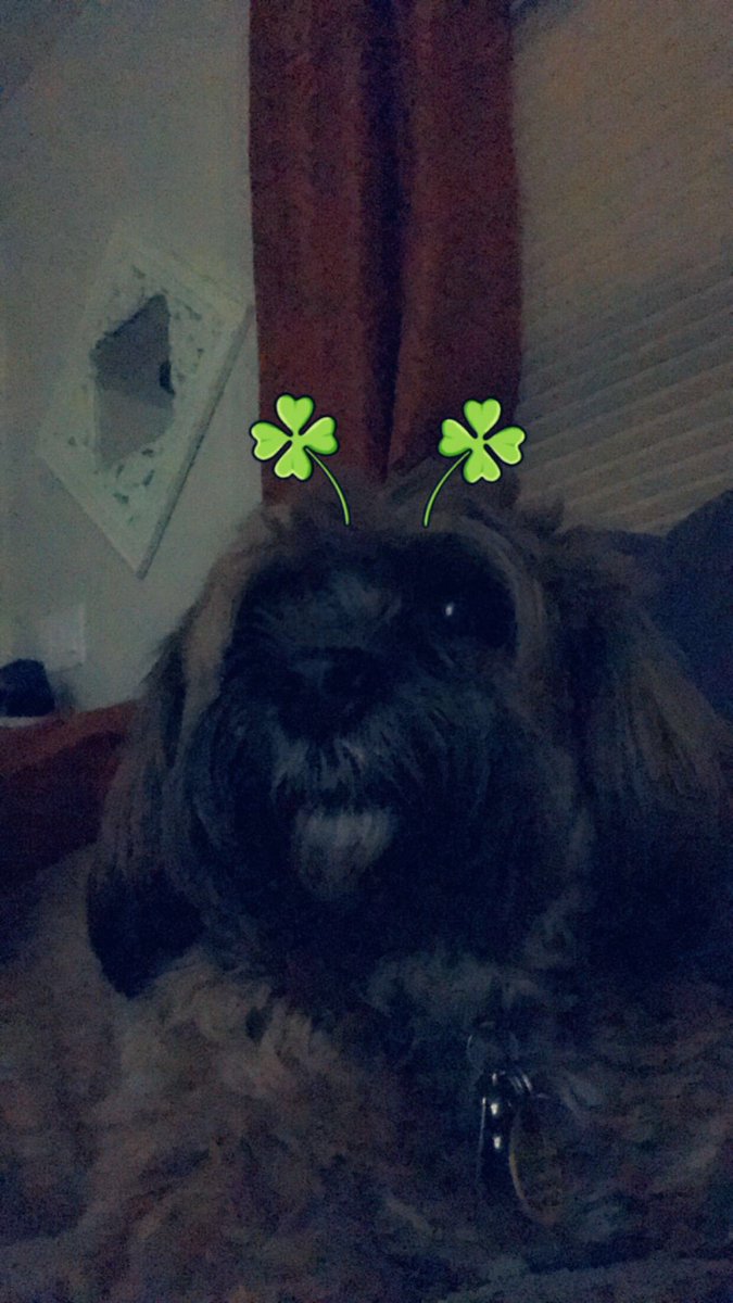 Alex_Barron_10's tweet photo. I hope everyone has enjoyed their #StPatricksDay 💚💚💚 https://t.co/fYWKcziCfa