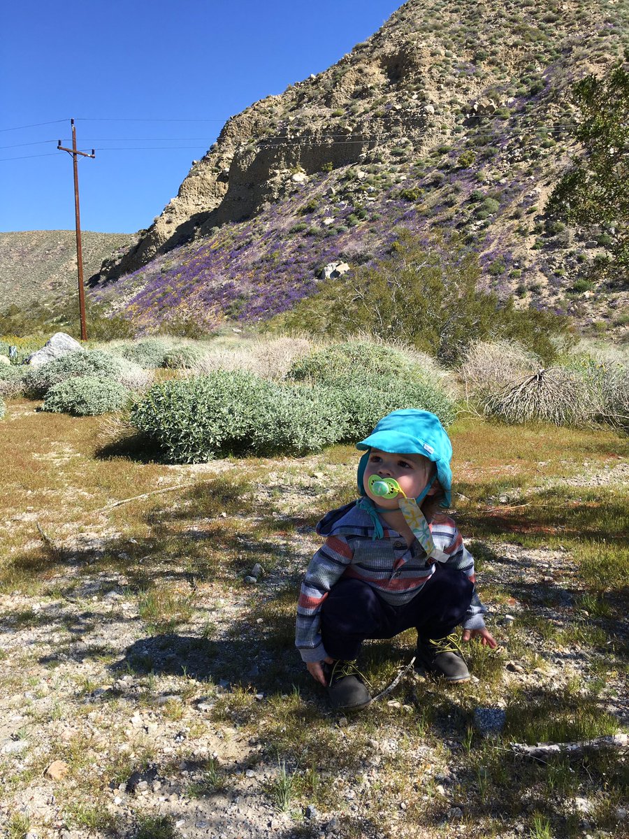 I get to experience spectacular flora in my work-- making sure to get the kiddo out to enjoy this abundant desert annual plant bloom at Mission Creek Preserve (just starting) #AbundantBloom  #KidsInNature