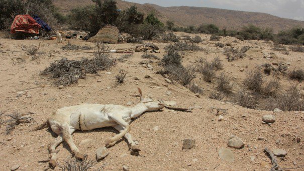 #Brekko if asked to donate for the starving Kenyans,  will you donate? 
>Yes 
>No