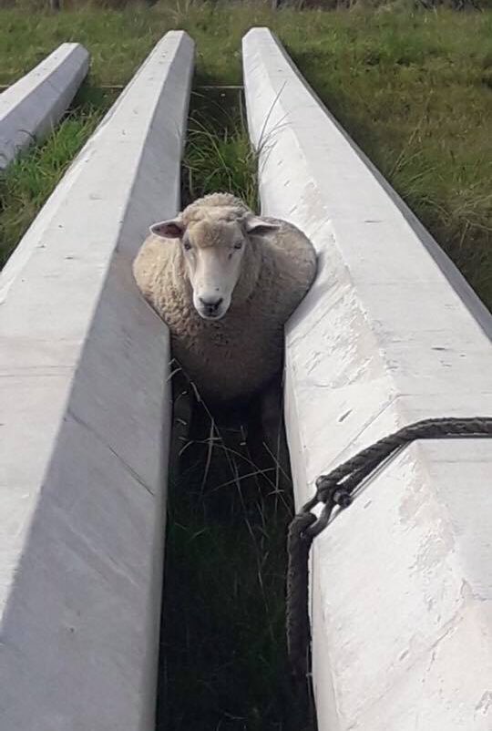 BarenbrugNZ's tweet photo. This is what you call a ‘polled dorset’ 😜 Shouldn’t have taken that last mouthful! #nosheepwereharmedinthemakingofthis #toolush #stuck #sheepantics https://t.co/KUrJPow73G