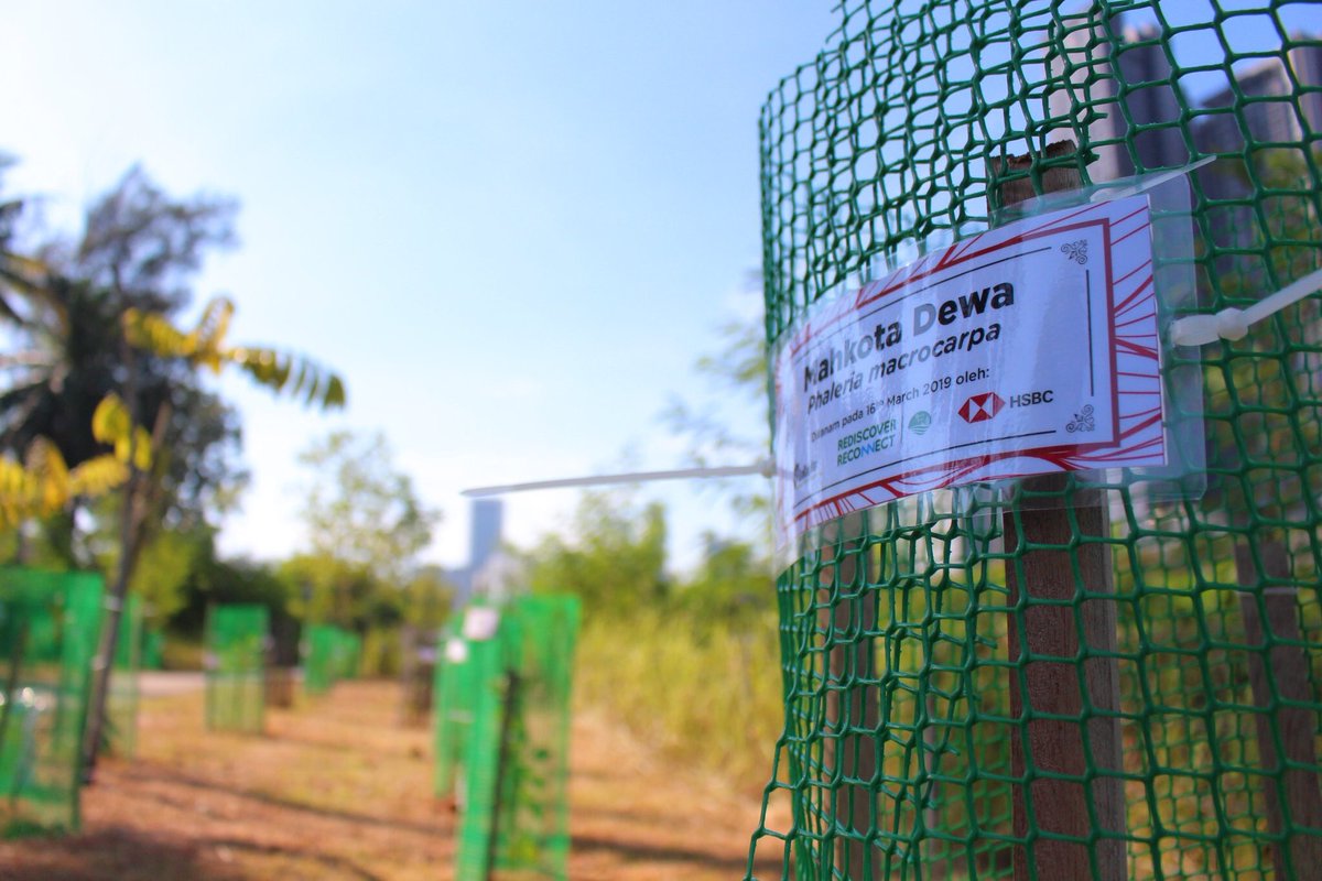 EcoKnights's tweet photo. A tree planting 🌳 activity was made possible by 40 volunteers from HSBC Malaysia with the #ecoknights team. 40 trees were planted alongside of Bunus River (Sungai Bunus).
@riveroflifekl #RiverofLifeKL #SungaiNadiKehidupan #River #Conservation #ROLPOP #TreePlanting #Volunteer https://t.co/nCZW2yjA4W