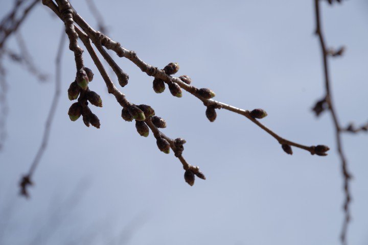 桜（の木）まだ咲いてない。
#桜#ファインダー越の風景