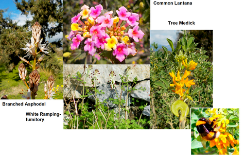 cretenaturalist's tweet photo. 如何在没有时钟的教堂里讲述时间，'scrumping'以及如何使尸体变老：#CreteNature：http：//bit.ly/CreteNature172 https://t.co/wr16qMpGb5