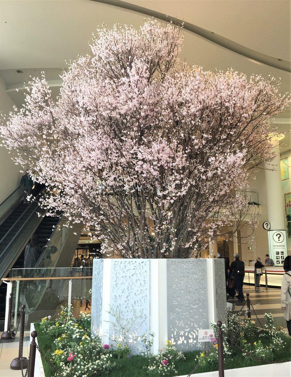 阪急西宮ガーデンズ公式 Spring Cherry Blossom 本日 本館2fメインエントランスの桜が見頃を迎えました ひと足はやいお花見気分をぜひ阪急西宮ガーデンズにてお楽しみください 桜装飾は3月21日 木 祝 まで T Co Aqcdurrmze Twitter