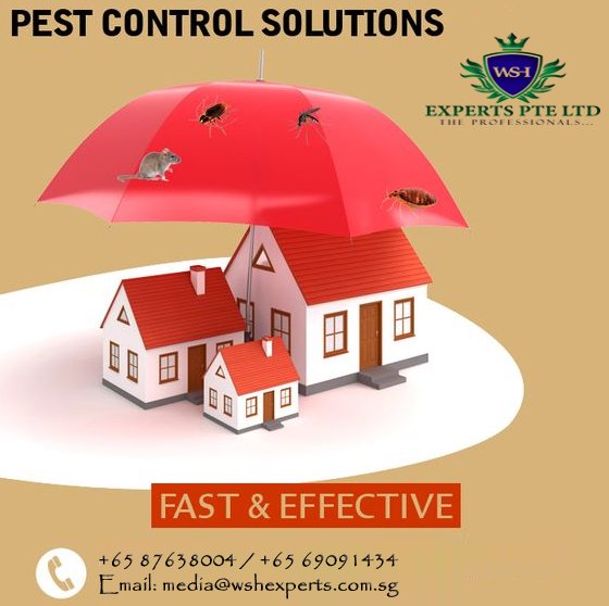 ExpertsWsh's tweet image. Are you looking for pest control services? get rid of pesticides with our Eco-friendly team. Call Us +65 87638004
#Pest_control_services
#Pest_control_solutions
#Pest_control_services_in_Singapore
For more information visit our website @
wshexperts.com.sg/web/pest-contr…