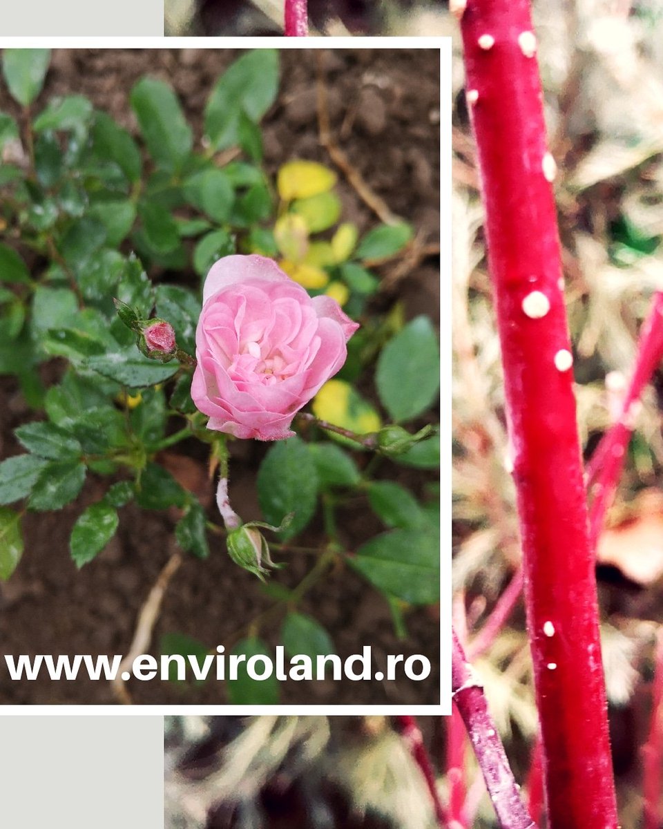 EnvirolandRO's tweet photo. Pentru ca la noi detaliile conteaza 💚🔍🌱 #intretineregradina #amenajaregradini #proiectare #environment #enviroland #flowers #gardens #gardendesigner #landscapedesign #landscaping https://t.co/OqWmUU0gMd
