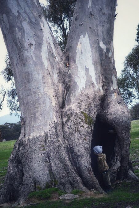 This is the #EucalyptOfTheYear #Djabwurrung tree🌳 the most sacred of the birthing trees thought to be between 800-1000 years old. It is said 10,000 infants were delivered in these trees. Tomorrow machines will be cutting them down to save commuters 3 minutes on western hwy.
