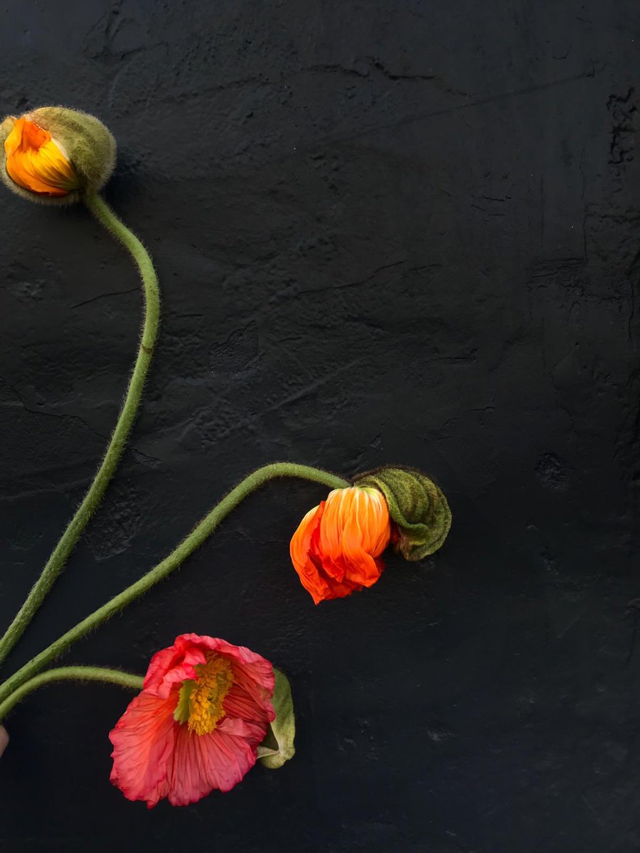 Happy Monday Folks! Just loving these oriental poppies, definitely a florist favourite at Narcissus