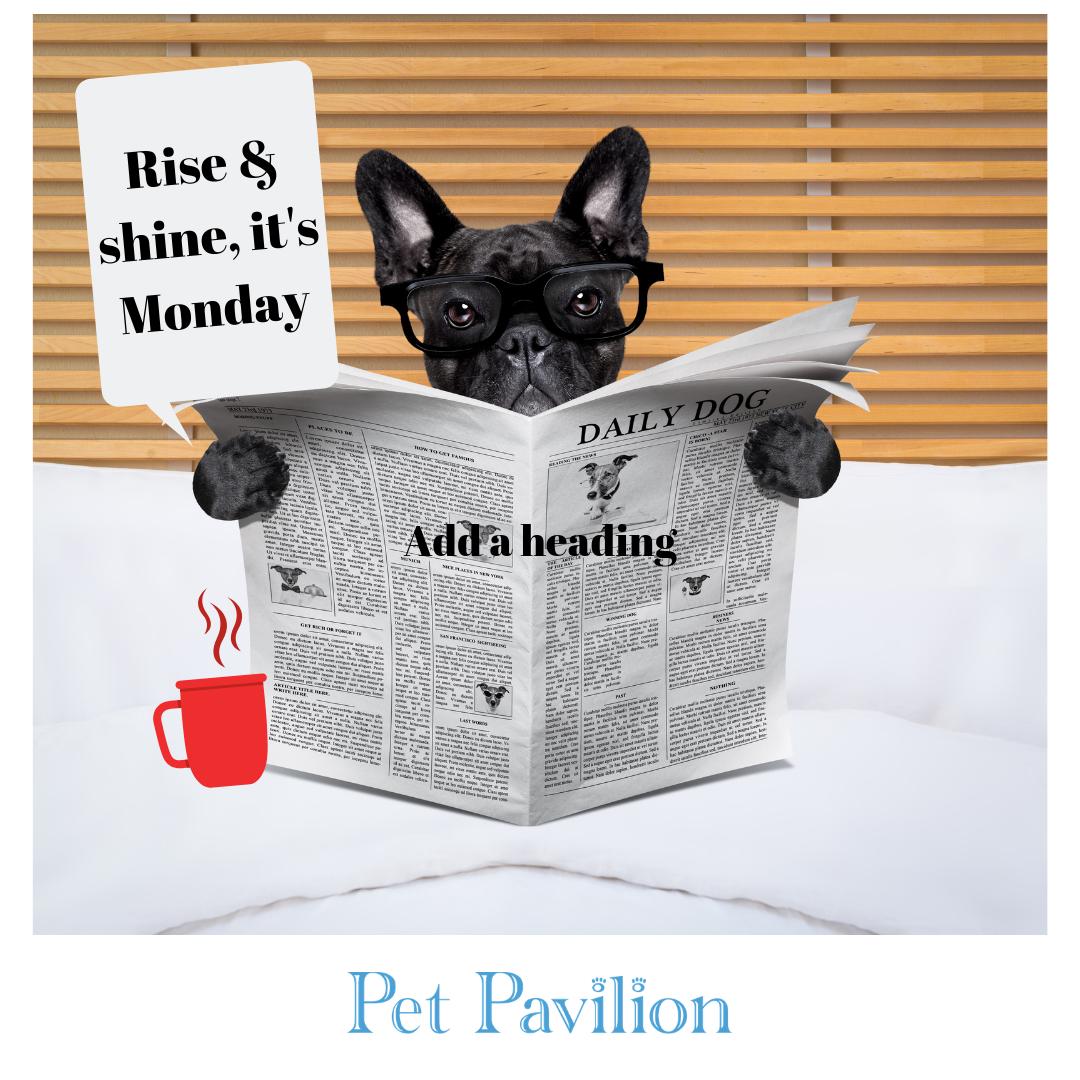 Monday love! 
#petpavilion #chelseadogs #welovedog #ilovemydog #hampstead #battersea #chelsea #kensington #gloucester #nottinghill #wimbledon #dogsofinstagram #puppylove #dog #grooming #pet #love #instadog #doglover #petstagram #dogoftheday #dogwalking