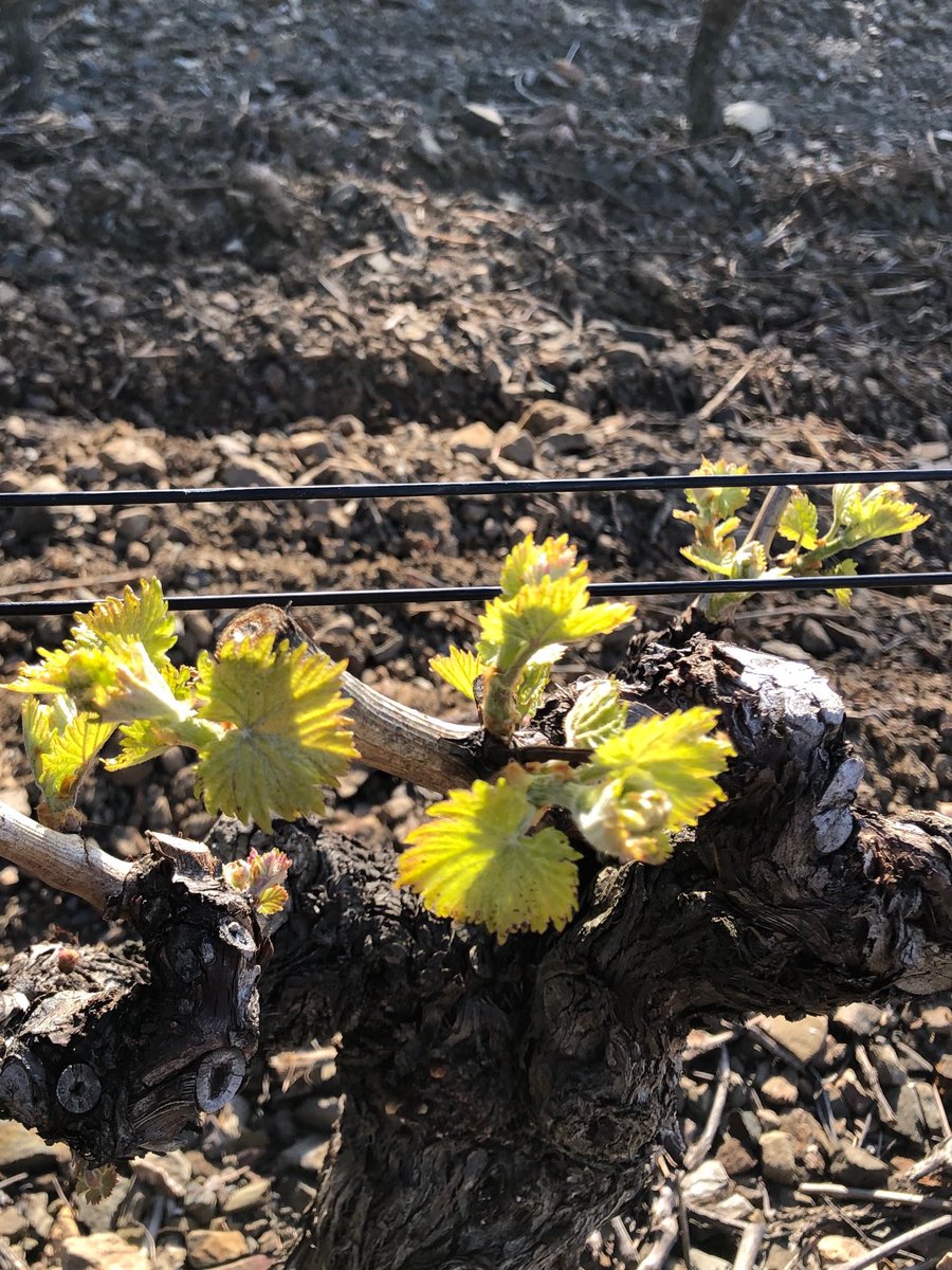 La nature ayant une capacité d’adaptation incomparable, voilà les muscats qui ont tiré profit de ces semaines de conditions printanières sur nos #schistes ! ⁦@aocFitou⁩ ⁦<a href="/VinsPaysdOcIGP/">Vins Pays d'Oc IGP</a>⁩ ⁦<a href="/vigneronindep/">Vignerons Indépendants de France</a>⁩ ⁦<a href="/lv_vitisphere/">Vitisphere-La Vigne</a>⁩ ⁦<a href="/PaysanduMidi/">PaysanduMidi</a>⁩