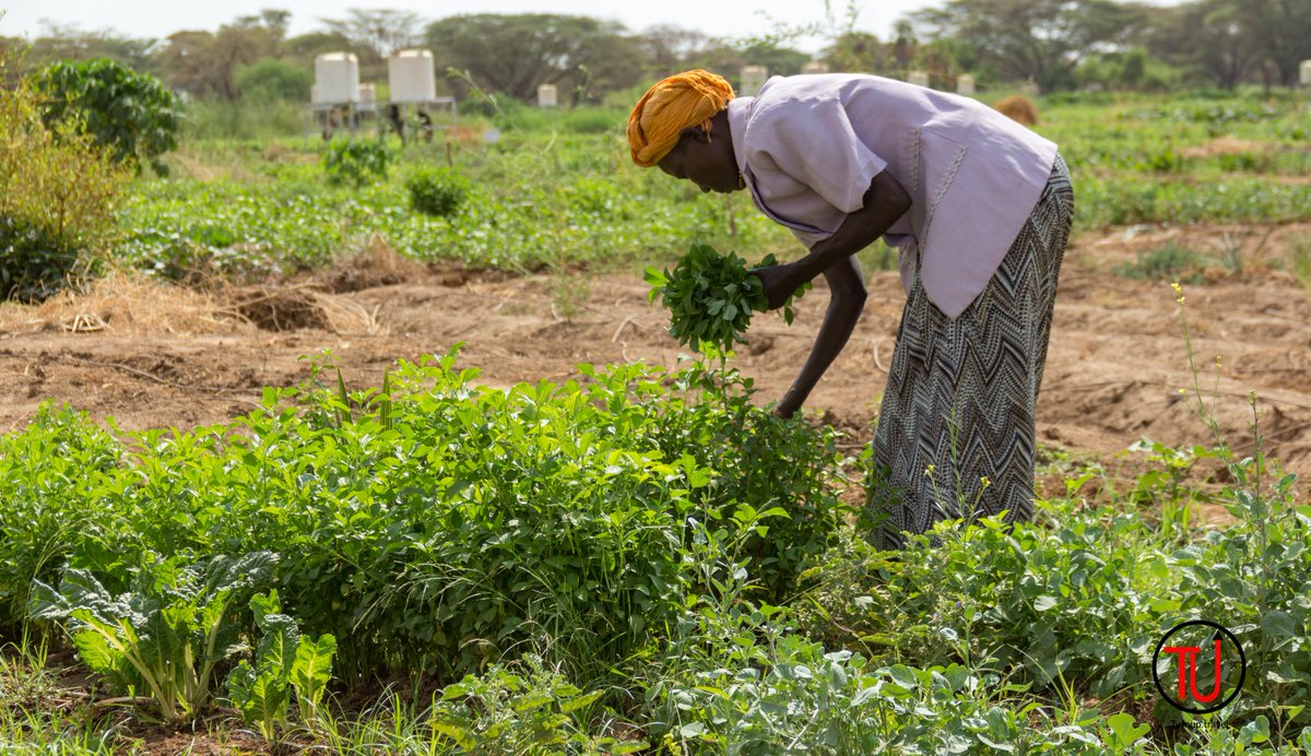 Turnup_Travel's tweet image. What comes to your mind when Turkana is mentioned? There are 56 irrigation schemes with 7500 HAs under agriculture. A trip to Turkana will change your perspective, check your privilege and transform your life. Join us in April 25-28 as we #ExploreTurkana facebook.com/events/5001941…