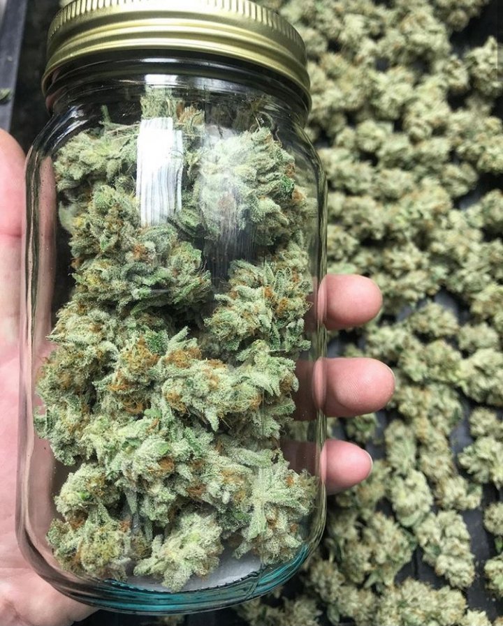 Garrettgolden8's tweet photo. OG kush how long will you need smoke this🌿🌿🌿🌿🌿🌿🌿🌿🌿lucky777lab 1/3 of the new space, still a work in progress. New equipment is coming!
#cannabis #marijuana  #cannabiscommunity #thc #weedstagram #ganja #maryjane #stoner #weedporn #cannabisculture #highlife @SettleDaniel1 https://t.co/7UtJNtt7C2